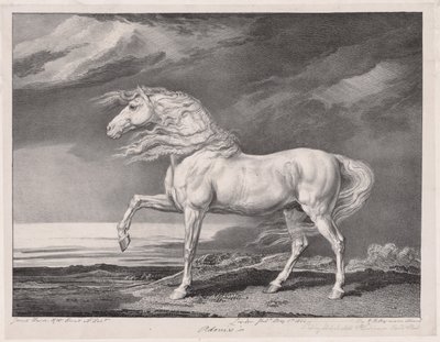 Veertien Beroemde Paarden: Adonis door James Ward