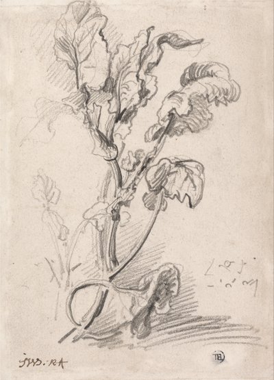Studie van planten door James Ward