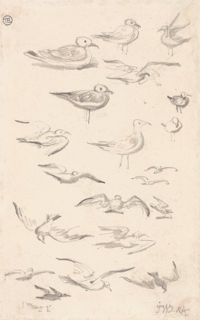 Studies van meeuwen door James Ward