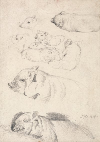 Studies van varkens door James Ward