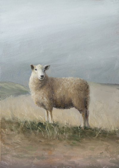 Weideschapen door James Zamora