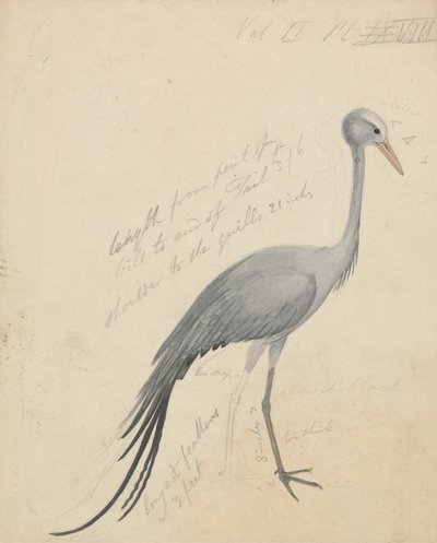 Een kraanvogel door James de Carle Sowerby