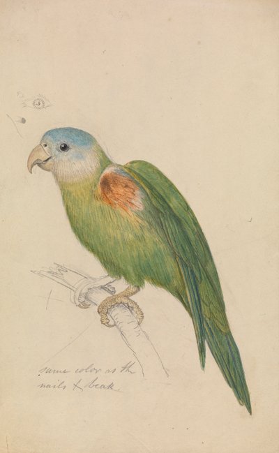 Een Papegaai door James de Carle Sowerby