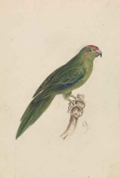 Een papegaai door James de Carle Sowerby