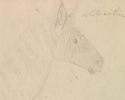 Zebra door James de Carle Sowerby