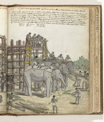 Een gebonden olifant wordt geleid uit het laatste deel van de val, de gevangeniskraal door Jan Brandes