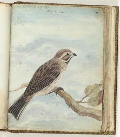 Hollandse vogel door Jan Brandes