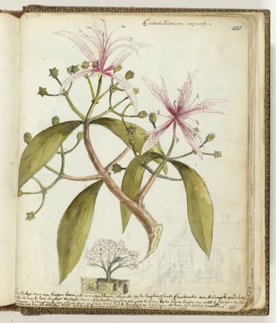 Kaapse hageboom door Jan Brandes