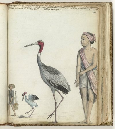 Kraanvogel door Jan Brandes