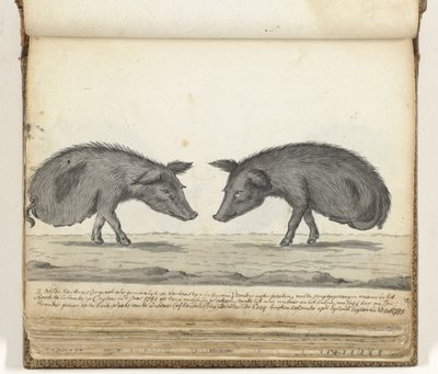 Varkens zonder achterpoten door Jan Brandes