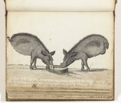 Varkens zonder achterpoten bij trog door Jan Brandes