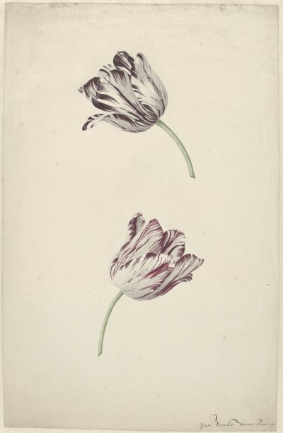 Twee rood-witte tulpen door Jan Jansz. van der Vinne