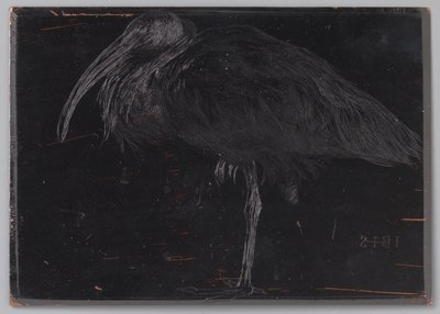 Ibis door Jan Veth