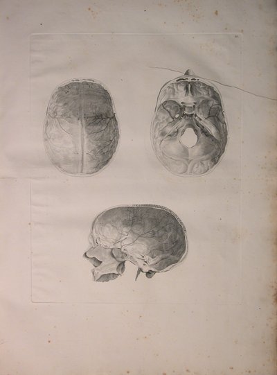 Albinus II, Pl. III, Schedelbot, illustratie uit 
