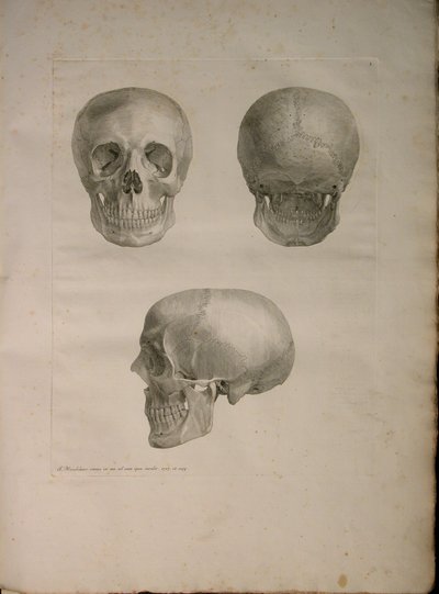 Albinus II, Pl. I, illustratie uit 