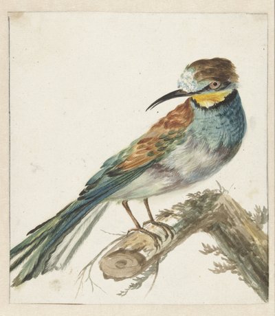 Bijeneter (Merops apiaster) door Jan Baptist Weenix