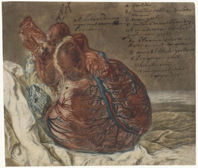Afbeeldingen van de hersenen en het hart door Jan l