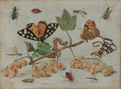 Insecten en Fruit door Jan van Kessel (I)