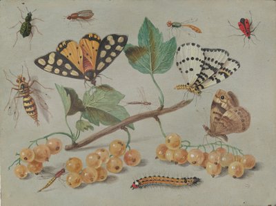 Studie van Vlinder en Insecten, ca. 1655 door Jan van Kessel