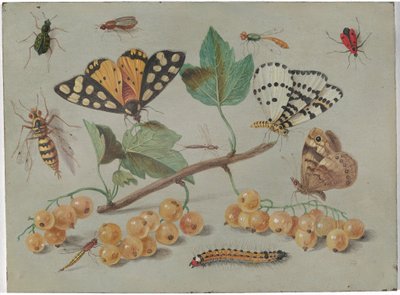 Studie van Vlinder en Insecten door Jan van Kessel the Elder