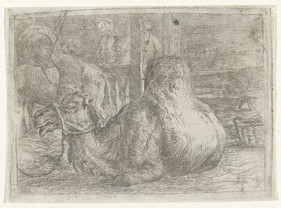 Liggende kameel door Jan van Ossenbeeck