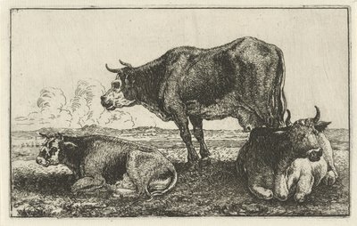 Drie koeien door Jan van den Hecke
