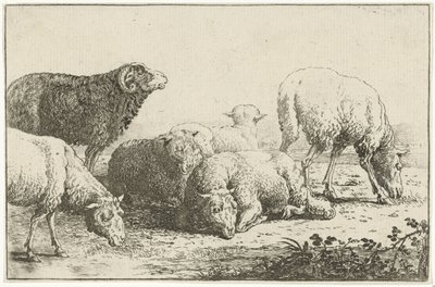 Schapen door Jan van den Hecke
