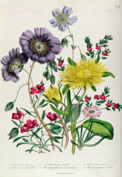 Calandrinia, plaat 18 uit 