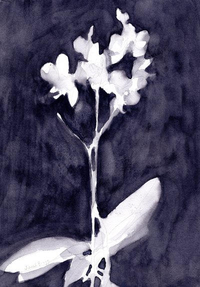 Orchidee impressie in donkerblauw grijs, c. 2019 (aquarel op papier) door Janel Bragg