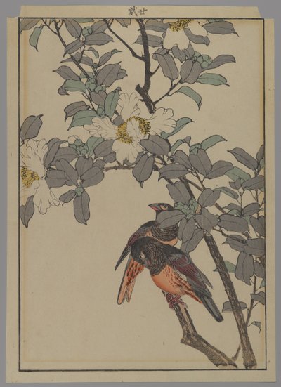 Twee vogels met witte bloemen, Meiji periode, 1892 door Japanese School