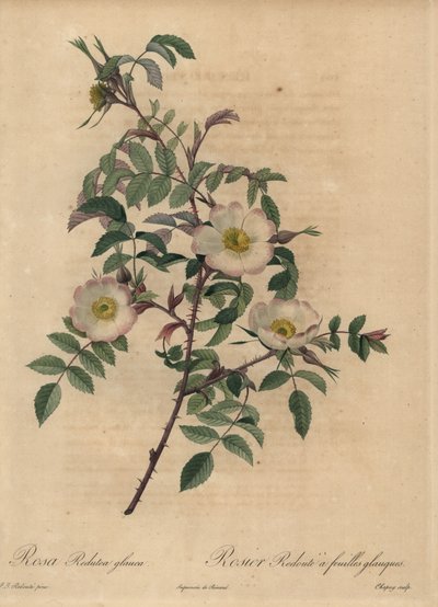 Witte en roze roos, Rosa redutea glauca door Jean Baptiste Chapuy