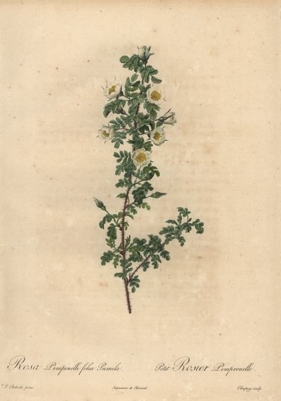 Witte burnetroos, Rosa pimpinellifolia Pumila door Jean Baptiste Chapuy