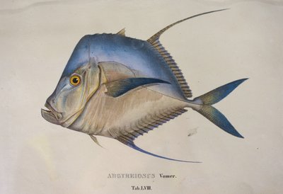 Argyreiosus vomer door Jean Baptiste Debret