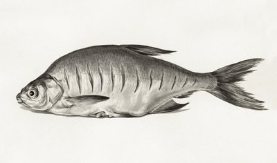 Fish (1775–1833) door Jean Bernard