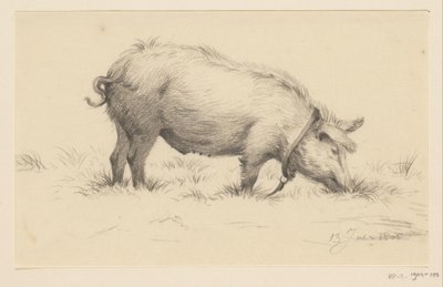Staand waterend varken, naar rechts, in het gras door Jean Bernard