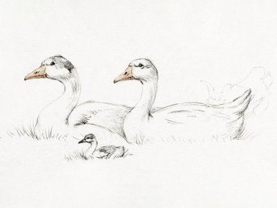 Twee ganzen met een jong (1775–1833) door Jean Bernard