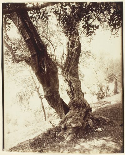 Olivier, Nice (Olijfboom, Nice) door Jean Eugène Auguste Atget