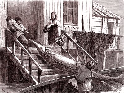 Sturgeon vissen op de Wolga rivier, Rusland. 1867 (gravure) door Jean Pierre Moynet