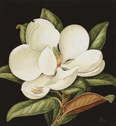 Magnolia Grandiflora, 2003 door Jenny Barron