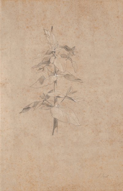 Plantstudie door Jens Juel