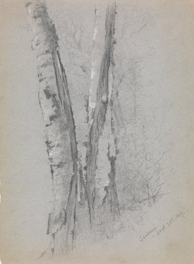 Studie van Berkenstammen door Jervis McEntee