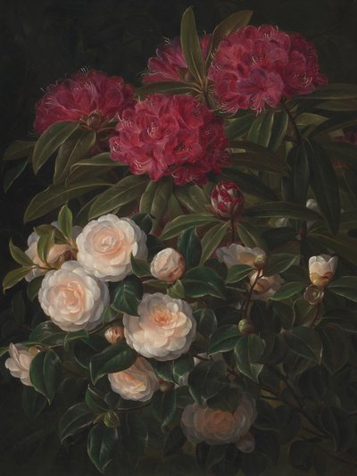 Camelia’s en rododendrons Door Johan Laurentz Jensen door Johan Laurentz Jensen