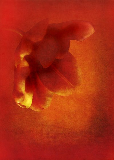 Rode bloem, 2016 door Johan Lilja