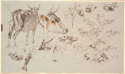 Studieblad van Vognserup. Links een staande koe van achteren gezien, verschillende detailstudies van koeienkoppen, en rechts een zuring en in het midden een distel door Johan Thomas Lundbye