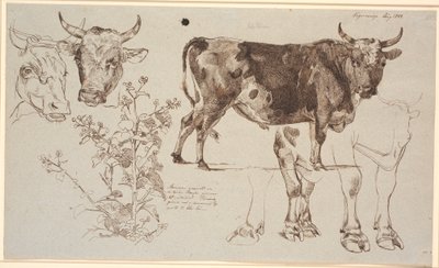 Studieblad van Vognserup. Links twee koeienkoppen, daaronder een zuring. Vanaf het midden naar rechts een staande stier, daaronder studies van zijn benen door Johan Thomas Lundbye