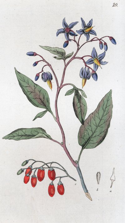 Bitterzoet Solanum dulcamara door Johan Wilhelm Palmstruch