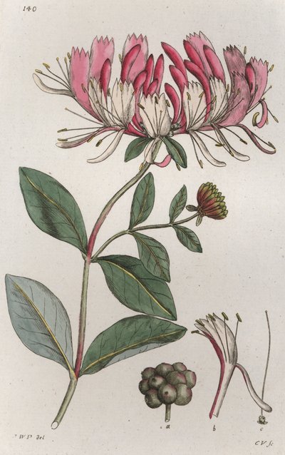 Kamperfoelie Lonicera periclymenum door Johan Wilhelm Palmstruch