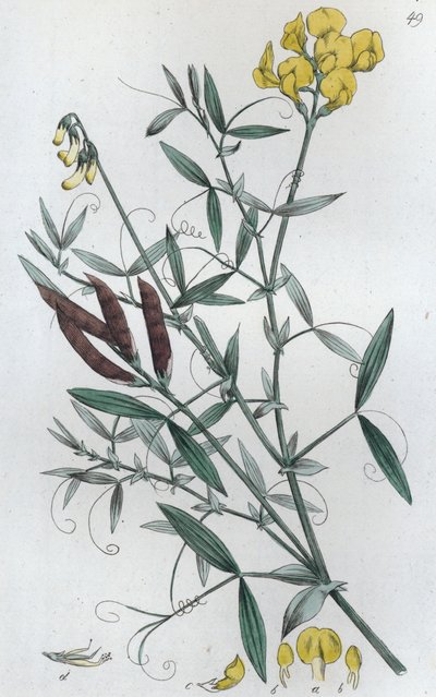 Veldlathyrus Lathyrus pratensis, 1804-1811 door Johan Wilhelm Palmstruch