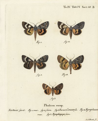 Catocala conversa 1-3, Catocala nymphaea 4, en eiken gele ondervleugel, Catocala nymphagoga 5. Handgekleurde kopergravure door Johann Carl Bock door Johann Carl Bock