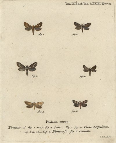 Gewone snelle mot, Korscheltellus lupulina, gouden snelle, Phymatopus hecta, en Pharmacis carna. Handgekleurde kopergravure door Johann Carl Bock naar Eugenius Johann Christoph Esper